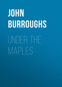Читать Under the Maples - John Burroughs