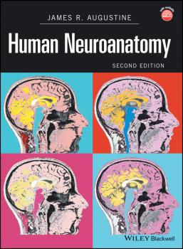 Читать Human Neuroanatomy - James Augustine R.