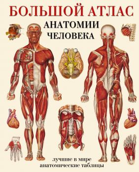Читать Большой атлас анатомии человека. Лучшие в мире анатомические таблицы - Отсутствует