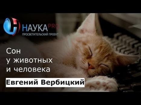 Читать Сон животных и человека - Евгений Вербицкий