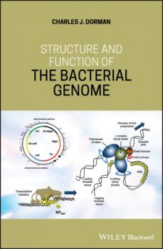 Читать Structure and Function of the Bacterial Genome - Charles J. Dorman