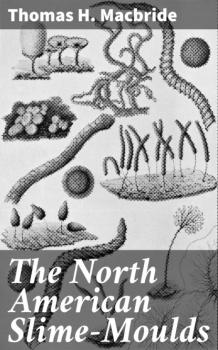 Читать The North American Slime-Moulds - Thomas H. Macbride