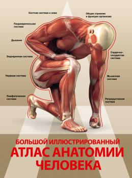Читать Большой иллюстрированный атлас анатомии человека - Анна Спектор