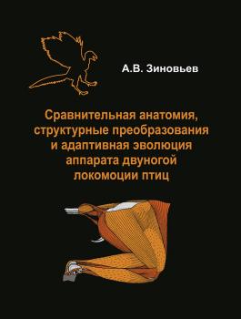 Читать Сравнительная анатомия, структурные преобразования и адаптивная эволюция аппарата двуногой локомоции птиц - А. В. Зиновьев
