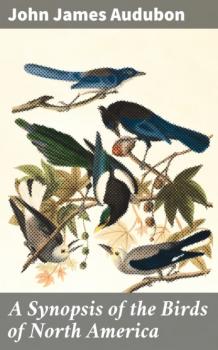 Читать A Synopsis of the Birds of North America - John James Audubon
